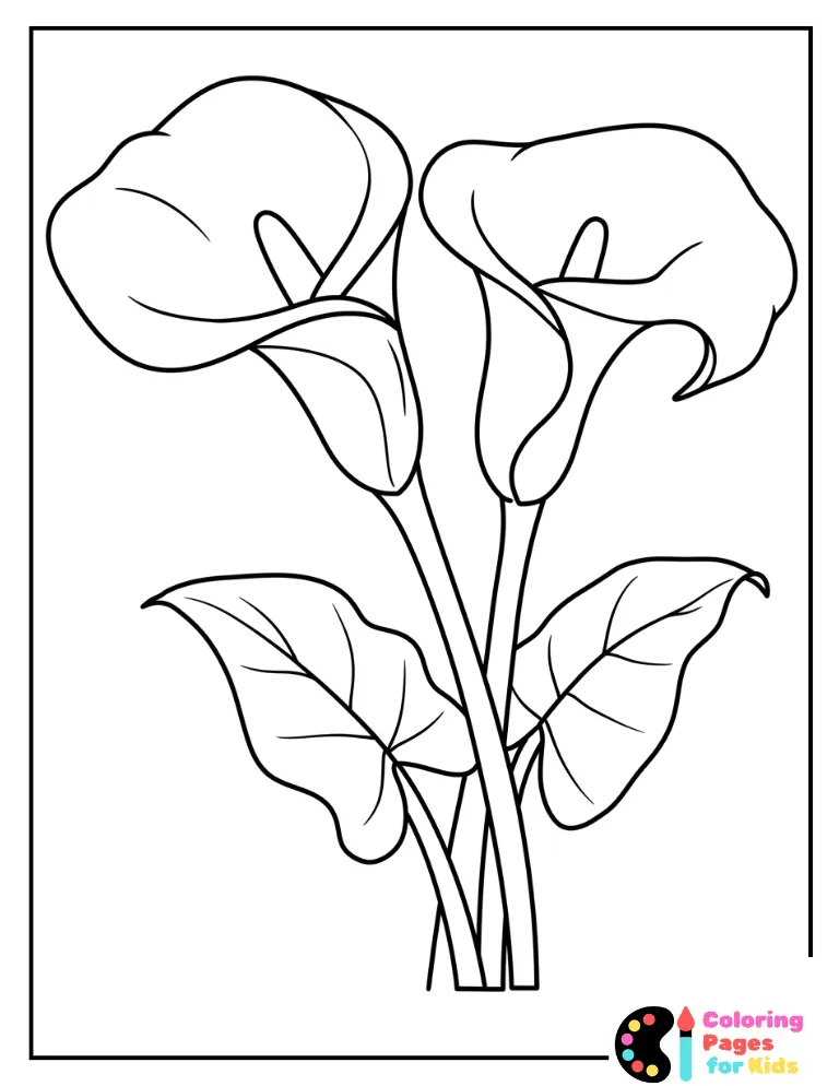 Calla Lilies Coloring Page