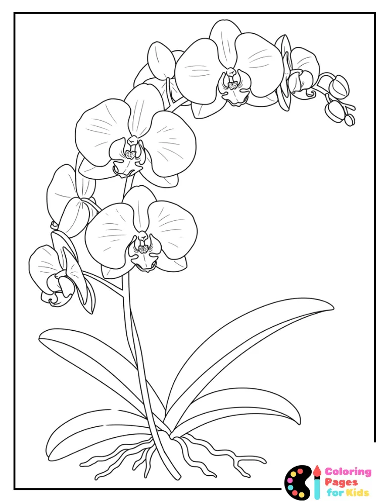 Orchid Coloring Page