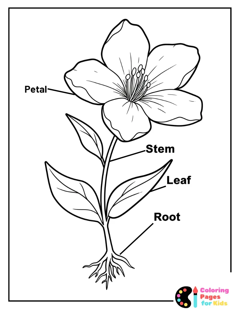 Parts of a Flower Coloring Page