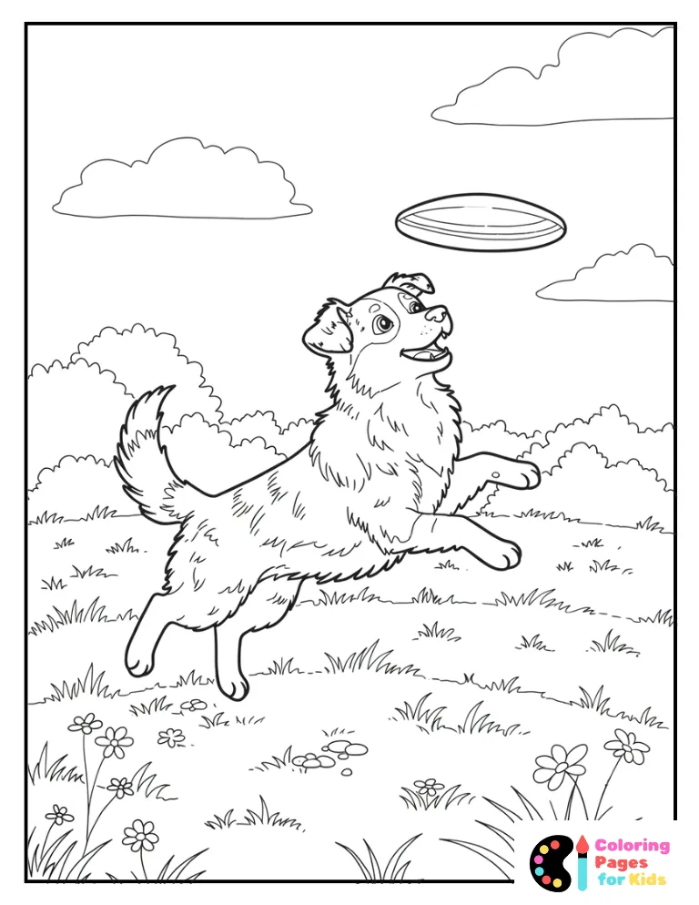 aussie shepherd puppy running after a frisbee