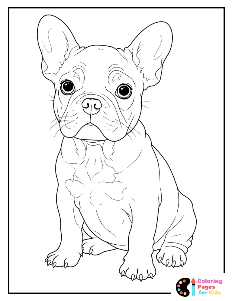 cute little french bulldog puppy