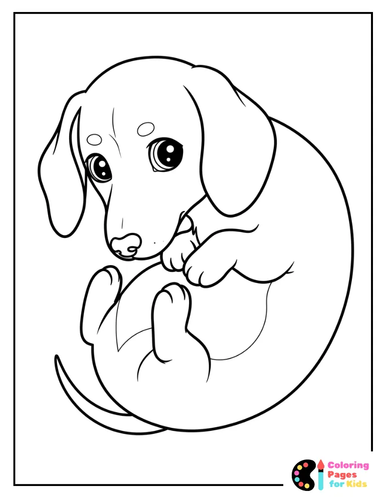 long-body dachshund puppy with floppy ears